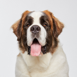 Fundraising Page: Bill The D.O.G